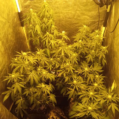 Frutitas  growlog timeline photo