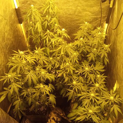 Frutitas  growlog timeline photo