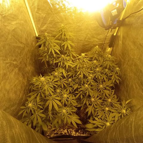 Frutitas  growlog timeline photo