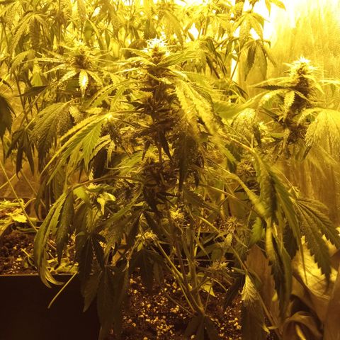 Frutitas  growlog timeline photo