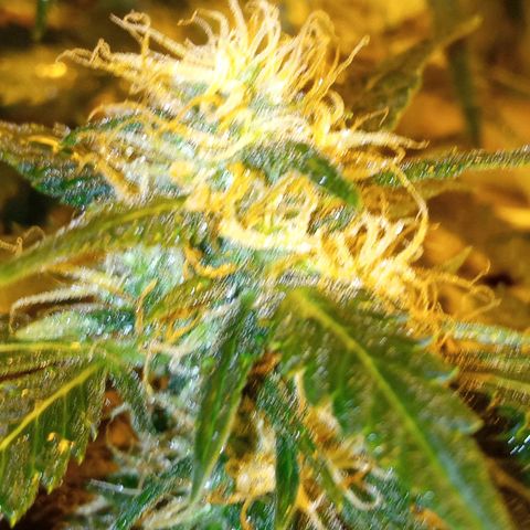 Frutitas  growlog timeline photo