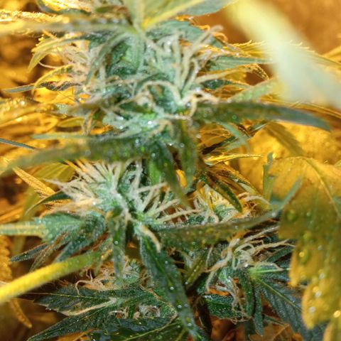 Frutitas  growlog timeline photo