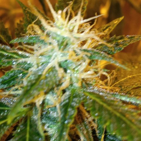 Frutitas  growlog timeline photo