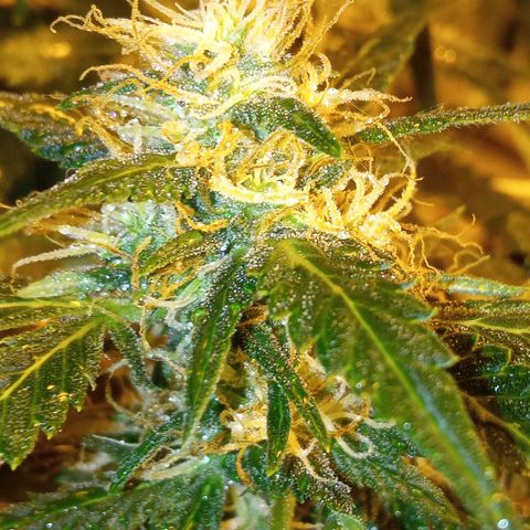 Frutitas  growlog timeline photo