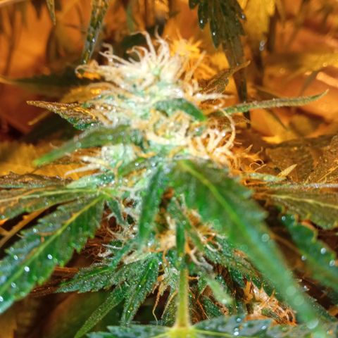 Frutitas  growlog timeline photo
