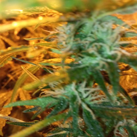 Frutitas  growlog timeline photo