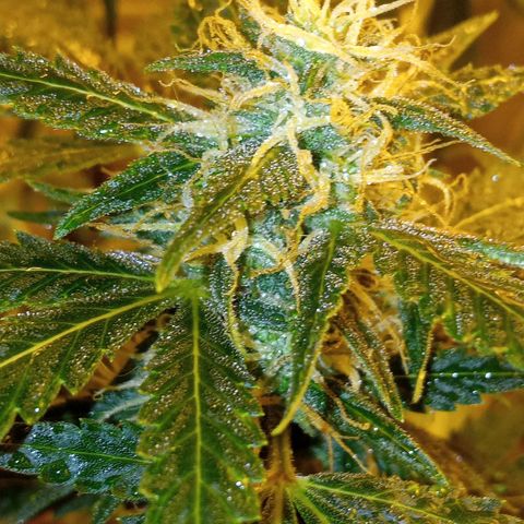 Frutitas  growlog timeline photo