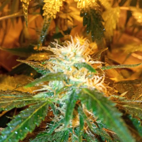 Frutitas  growlog timeline photo