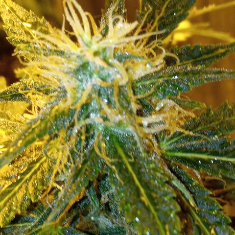 Frutitas  growlog timeline photo