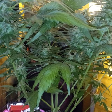 Frutitas  growlog timeline photo