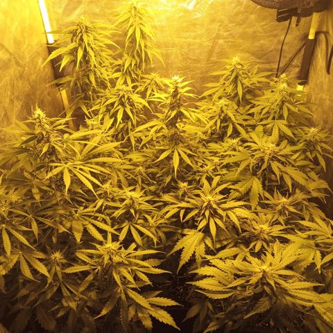 Frutitas  growlog timeline photo