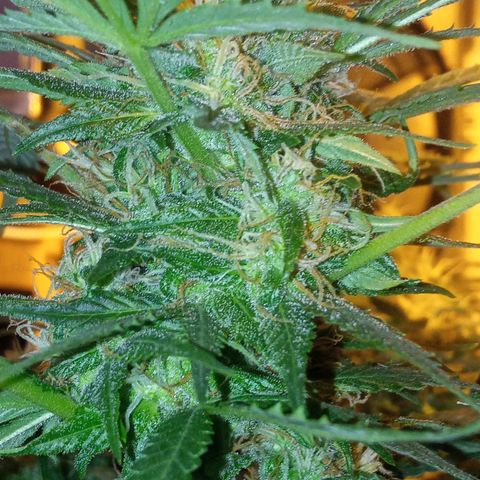 Frutitas  growlog timeline photo