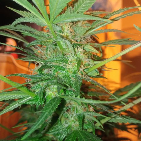 Frutitas  growlog timeline photo