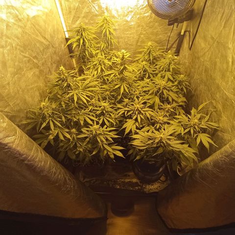 Frutitas  growlog timeline photo