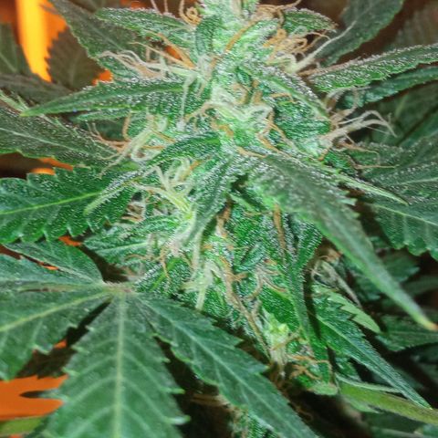 Frutitas  growlog timeline photo