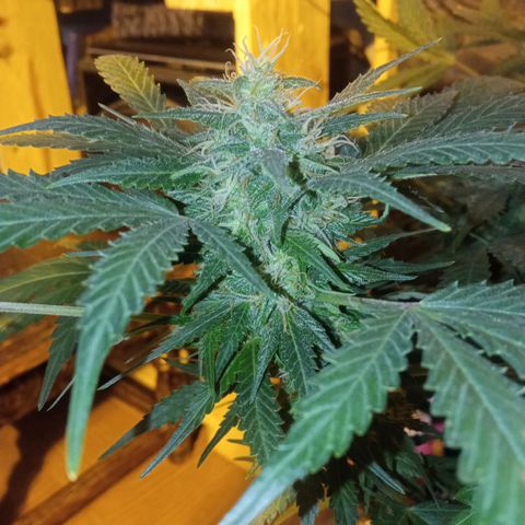 Frutitas  growlog timeline photo
