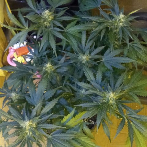 Frutitas  growlog timeline photo