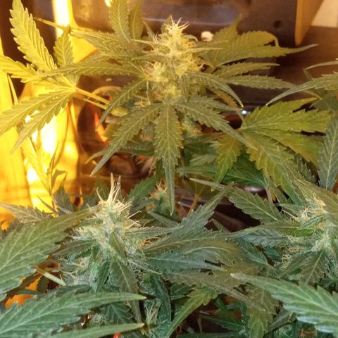 Frutitas  growlog timeline photo