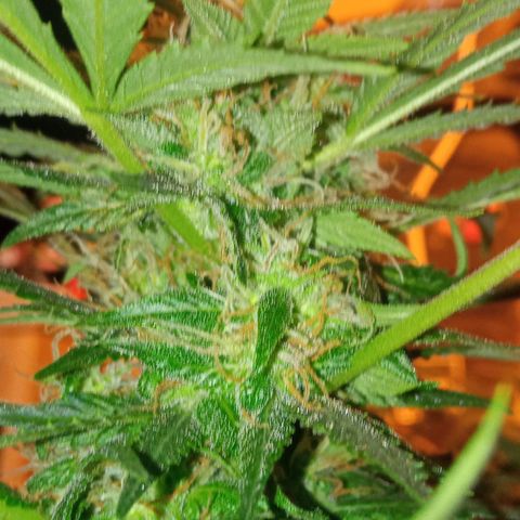 Frutitas  growlog timeline photo