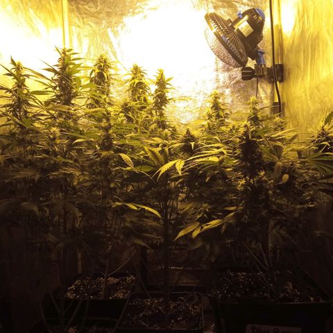 Frutitas  growlog timeline photo