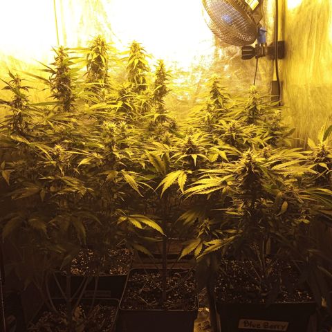 Frutitas  growlog timeline photo