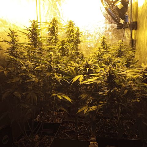 Frutitas  growlog timeline photo