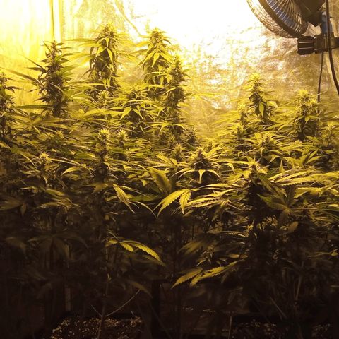 Frutitas  growlog timeline photo