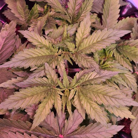 Skunk #1 growlog timeline photo
