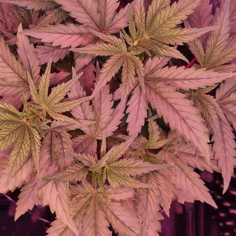 Odd growlog timeline photo