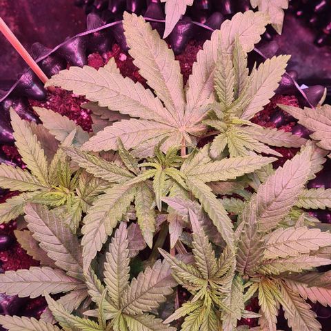 Cookie Gelato  growlog timeline photo