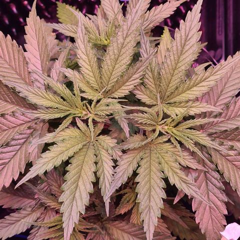 Watermelon x Zkitlles La Semilla growlog timeline photo