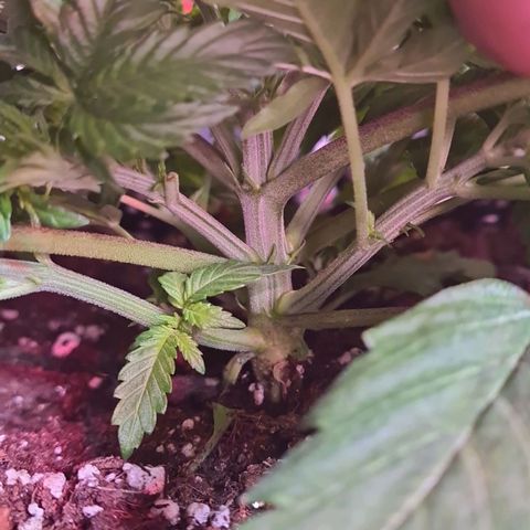 Skunk #1 growlog timeline photo