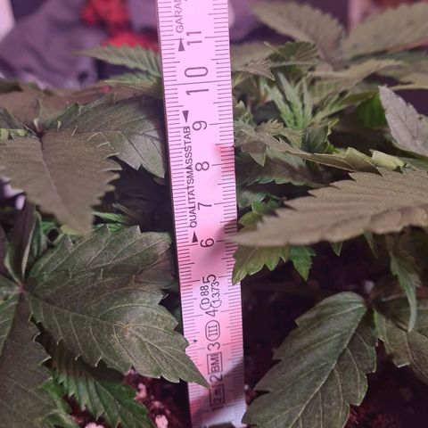 Skunk #1 growlog timeline photo