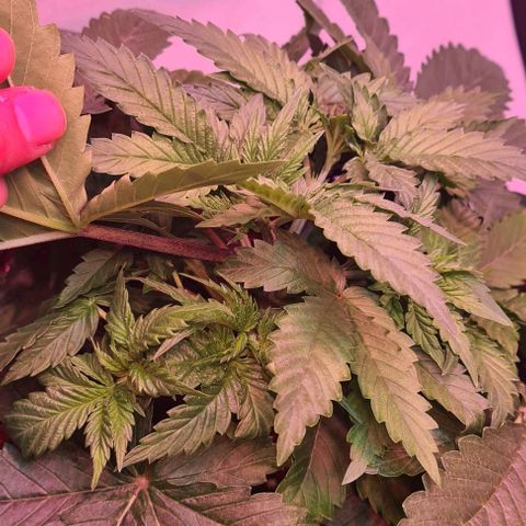 Skunk #1 growlog timeline photo