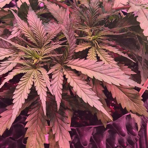 Watermelon x Zkitlles La Semilla growlog timeline photo