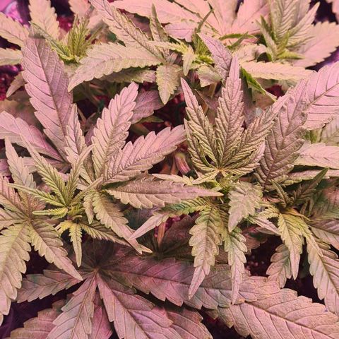 Cookie Gelato  growlog timeline photo