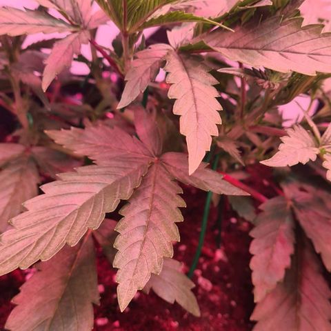 Odd growlog timeline photo