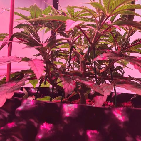 Odd growlog timeline photo