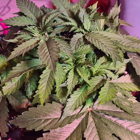 Skunk #1 growlog timeline photo