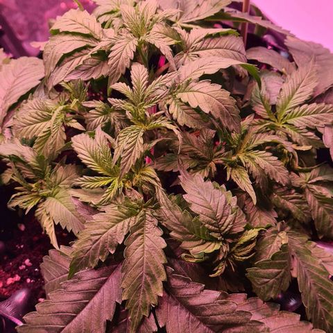 Skunk #1 growlog photo: LST