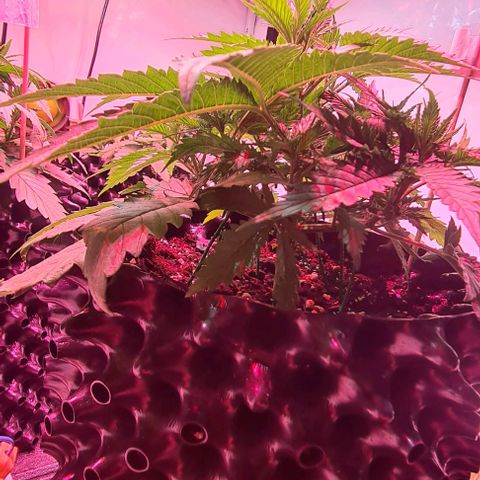 Watermelon x Zkitlles La Semilla growlog timeline photo