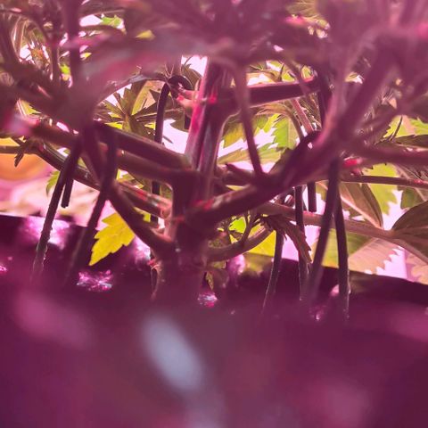 Watermelon x Zkitlles La Semilla growlog timeline photo