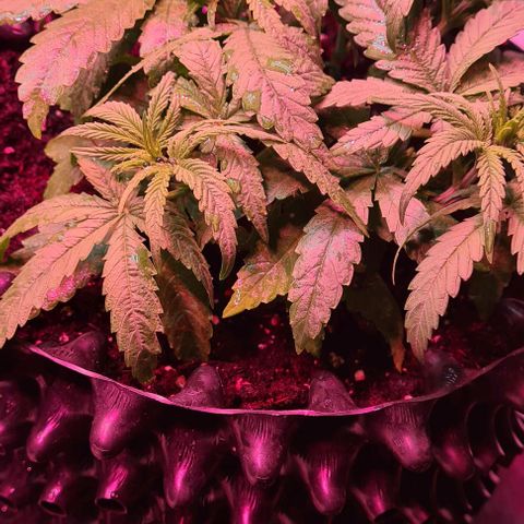 Cookie Gelato  growlog timeline photo