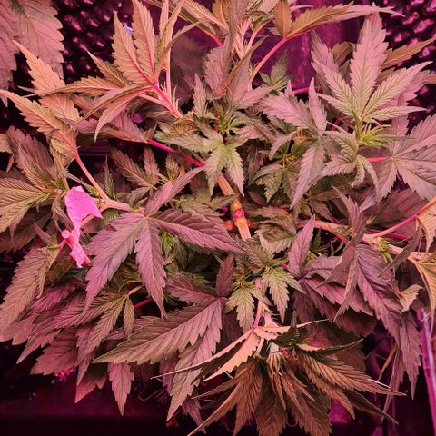 Odd growlog photo: LST 