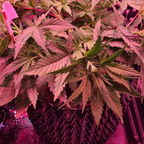 Odd growlog photo: LST 