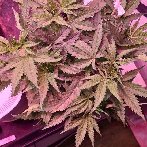 Odd growlog photo: 3std nach LST