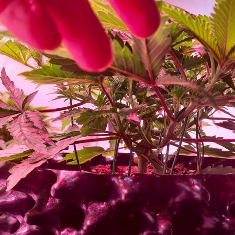 Odd growlog timeline photo