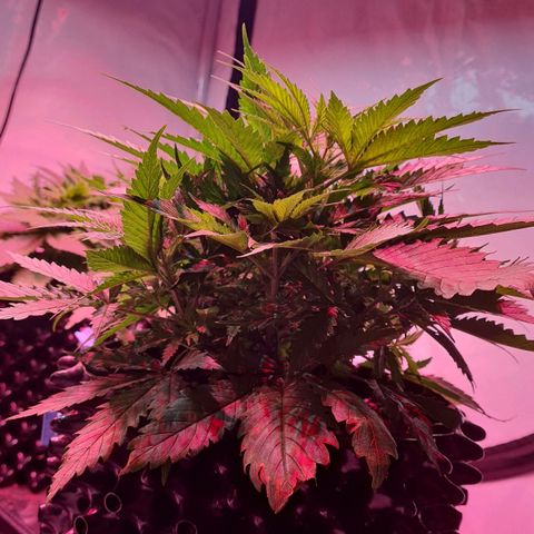 Watermelon x Zkitlles La Semilla growlog photo: Vor LST