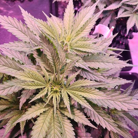 Watermelon x Zkitlles La Semilla growlog photo: Vor LST