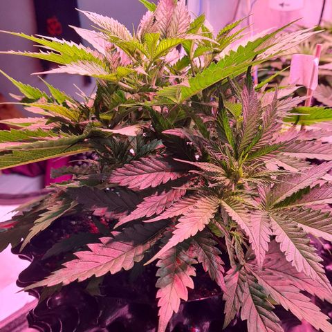 Watermelon x Zkitlles La Semilla growlog photo: Vor LST